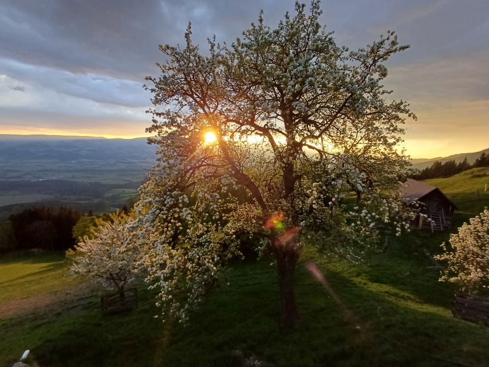 Hartelsberg Sonnenuntergang Mai25-web